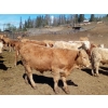 Image 5 : Ootsa Lake Cattle Co. - 800# June Delivery Steers - 75 Head (Ootsa Lake, BC)