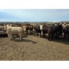 Image 4 : Driland Feeders - 900# June Delivery Heifers - 270 Head (Burdett, AB)