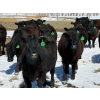 Image 5 : Ray Torkelson - 725# May Delivery Heifers - 80 Head (Millicent, AB)