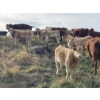 Image 4 : Einar & Judy & Logan & Emily Nelson - 590# October Delivery Heifer Calves - 100 Head (Maycroft, AB)