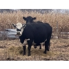 Image 6 : Long Haul Farms - 40 Exotic X April/May Calving Bred Cows (Steinbach, MB)