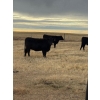 Image 2 : Colter Malloy - 6 BWF Heifers (Pen 324)