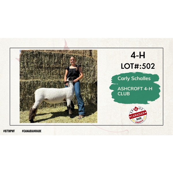 4-H Sheep - Carly Schalles - Ashcroft 4-H Club