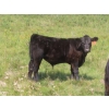 Image 5 : Blooming Enterprises Ltd. - 625# October Delivery Steer Calves - 85 Head (Gladmar, SK)