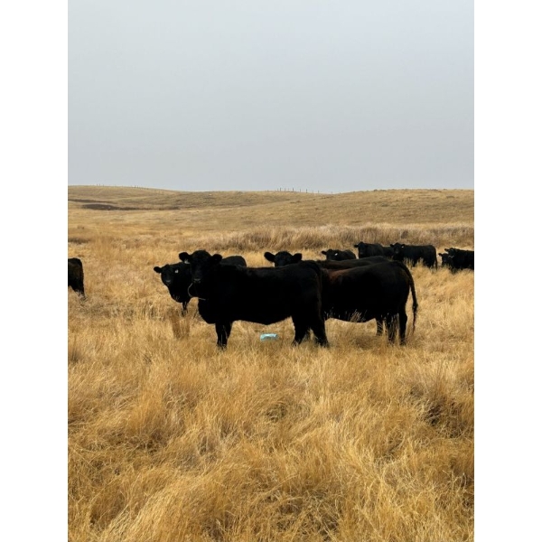 Brent & Tyler Stammers - 80 Black/BBF & Red Cows **COMPLETE DISPERSAL**
