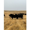 Image 1 : Brent & Tyler Stammers - 80 Black/BBF & Red Cows **COMPLETE DISPERSAL**