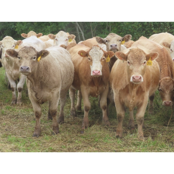 Taylor Enterprises Inc. - 900# Sept/Oct Delivery Grass Heifers - 140 Head (Wawota, SK)