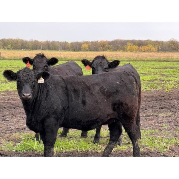 James Keen - 25 Black March/April Calving Bred Heifers (Reaburn, MB)