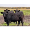 Image 1 : James Keen - 25 Black March/April Calving Bred Heifers (Reaburn, MB)