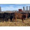 Image 5 : Michael Jennings - 520# March Delivery Heifers - 80 Head (Condor, AB)