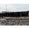 Image 6 : 9 Bar Ranch - 850# February Delivery Steers - 140 Head (Taber, AB) VBP+
