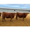 Image 2 : RBD Ranch - 950# January Delivery Steers - 65 Head (Milestone, SK)