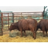 Image 2 : Prairie Ridge Ranch - 3 Mature Cows (Pen 154)