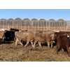 Image 5 : Regehr Land & Cattle - 860# March Delivery Heifers - 65 Head (Linden, AB)