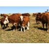 Image 6 : Mashon Ranches - 675# October Delivery Steer Calves - 90 Head (Homestead Coulee, AB)