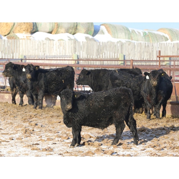 Tica Holdings Ltd. - 850# February Delivery Steers - 70 Head (Midale, SK)