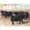 Image 1 : Tica Holdings Ltd. - 850# February Delivery Steers - 70 Head (Midale, SK)