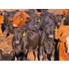 Image 2 : Rob Mossey - 1000# September Delivery Heifers - 60 Head (Vauxhall, AB)