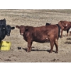 Image 5 : South Ridge Farms (Jeff Lewandowski) - 2 RED Heifers (Pen 431)