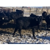 Image 10 : Rock Creek Cattle Co. Ltd. - 610# December Delivery Weaned Heifers - 40 Head (Nanton, AB) VBP+