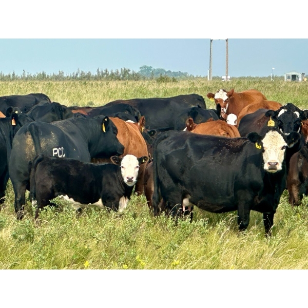 98 Ranch - 35 October Delivery Angus X Pairs (Lake Elma, SK) VBP+