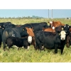 Image 1 : 98 Ranch - 35 October Delivery Angus X Pairs (Lake Elma, SK) VBP+