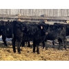 Image 7 : CC Farming Company - 680# January Delivery Heifers - 68 Head (Cayley, AB)