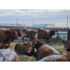Image 3 : Count Ridge Stock Farms - 5 Red Heifers (Pen 520)
