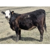 Image 11 : Nelson Creek Ranch - 21 BBF/BWF Replacement Heifers (Claresholm, AB)