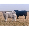 Image 6 : Darcy, Colton & Blake Reinhardt - 675# October Delivery Steer Calves - 90 Head (Nightingale, AB)