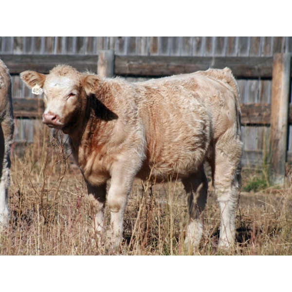 F Nester Ranching - 600# October Delivery Heifer Calves - 95 Head (Picture Butte, AB) VBP+