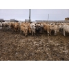 Image 2 : Ripple Rock Ranch - 740# March Delivery Steers - 70 Head (Fincastle, AB)