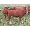 Image 2 : Mebs Ranch - 675# Steer Calves - 115 Head (Broadview, SK) VBP+