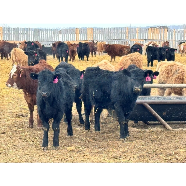 JDC AG - 850# August Delivery Heifers - 140 Head (Yorkton, SK)