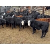 76  Fossen Air Ltd.  520 October Delivery Heifer Calves  100 Head (Rock Creek, BC) VBP