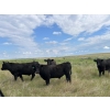 Image 3 : T - T Ranch - 990# September Delivery Grass Steers - 63 Head (Maple Creek, SK)