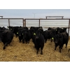Image 3 : Blackberry Land & Cattle - 40 Black/BBF December Delivery Bred Heifers (Coderre, SK)