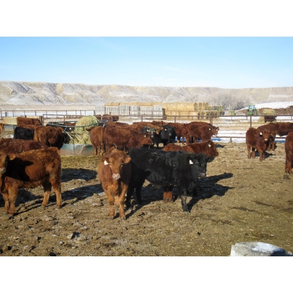 Riverview Ranch Ltd. - 720# February Delivery Steers - 55 Head (Bow Island, AB)