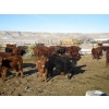 Image 1 : Riverview Ranch Ltd. - 720# February Delivery Steers - 55 Head (Bow Island, AB)