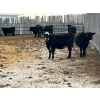 Image 5 : L & J Ranch - 715# January Delivery Heifers - 26 Head (Harptree, SK)