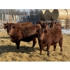 Image 3 : Jordan Livestock - 35 Red Simm/Angus X Replacement Heifers (Rimbey, AB)