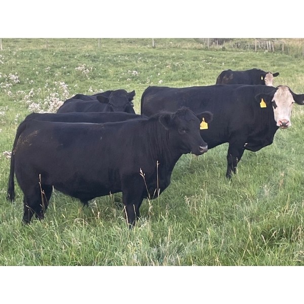Bar 3 Ranches Ltd. - 1075# September Delivery Grass Steers - 50 Head (Erskine, AB)