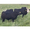 Image 1 : Bar 3 Ranches Ltd. - 1075# September Delivery Grass Steers - 50 Head (Erskine, AB)