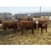 Image 3 : Todd Fraser - 1010# March/April Delivery Steers - 100 Head (Raymond, AB)
