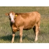 Image 2 : Riverbend Ranch - 860# September Delivery Grass Heifers - 310 Head (Scotfield, AB)