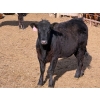 Image 8 : Van Hal Livestock Inc. - 700# May Delivery Heifers - 75 Head (Seven Persons, AB)