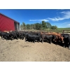 Image 9 : Turtleview Livestock - 930# October Delivery Grass Heifers - 62 Head (Goodlands, MB) VBP+