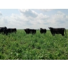 Image 2 : Cluny Colony - 640# October Delivery Steer Calves - 70 Head (Cluny, AB)