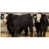 Image 3 : Pozko Cattle Company Ltd. - 700# October Delivery Steer Calves - 8 Head (Creston, BC)