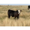 Image 3 : Rommens Farm Ltd. - 525# October Delivery Heifer Calves - 80 Head (Brooks, AB)